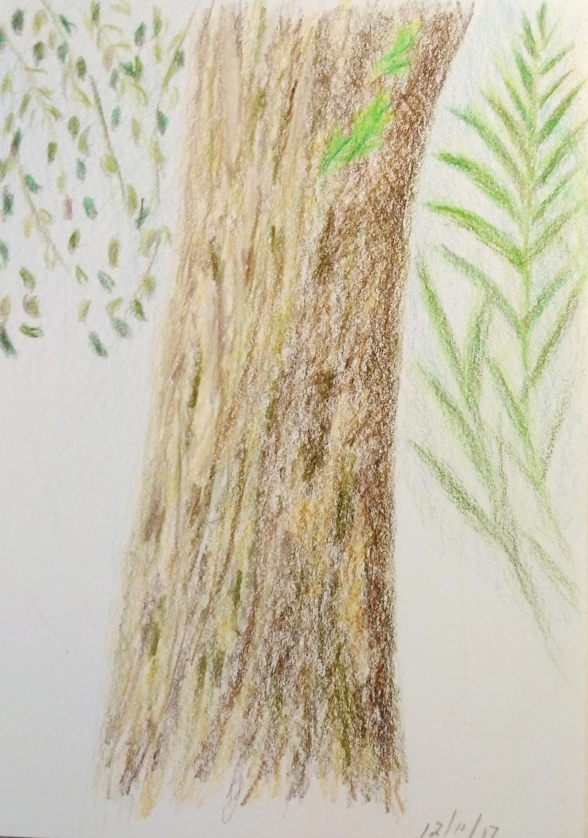 181- Giant Tree Trunk- bottom